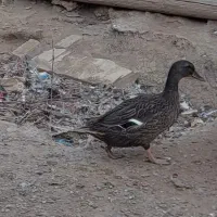 مرغ وبلدرچین و اردک محلی|حیوانات مزرعه|الوند, |دیوار