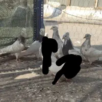 کبوتر طوقی|پرنده|لردگان, |دیوار