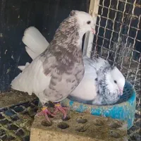 جفت اجری خال سرکه ای و الماسی|پرنده|بهبهان, |دیوار