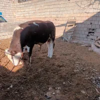 گوساله سیمنتال