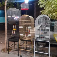 کلکسیون پرندگان طوطیا|پرنده|هشتگرد, مدرس|دیوار