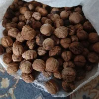 گردو