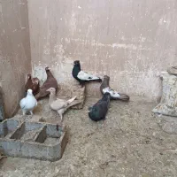 کبوتر|پرنده|شیراز, قلعه نو|دیوار