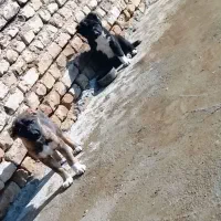 توله سگ|سگ|قوچان, |دیوار