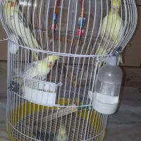 عروس هلندی
