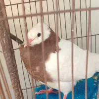 یه جفت جوجه طوقی معاوضه با اگزوز بلوچی
