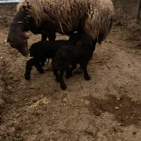 سلام پنج تا بره دوقلو|حیوانات مزرعه|کرمان, |دیوار