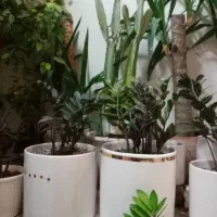 زاموفیلیا و یوکا|گل و گیاه طبیعی|کازرون, |دیوار