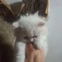 بچه گربه بریتیش اصیل|گربه|ساری, |دیوار