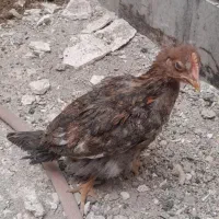 جوجه حدود ۲ ماهه