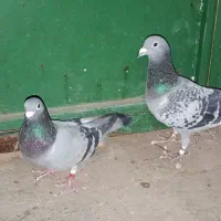 پلاکی|پرنده|نهبندان, |دیوار