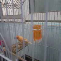 قناری نر بخون