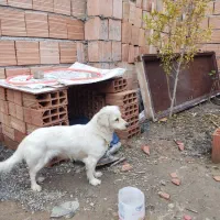 حرف گوش کن|سگ|مزرعه کتول, |دیوار