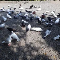 کبوتر پرشی