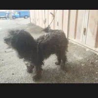 سگ از نژاد پاکوتاه