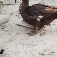 اردک اسرائیلی|حیوانات مزرعه|گمیشان, |دیوار