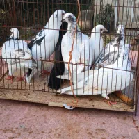 کبوترخوشگل پرشی نر وماده بالغ سالم سرحال|پرنده|صومعه‌سرا, |دیوار