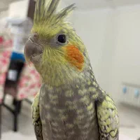 فروش عروس هلندی نر و ماده|پرنده|تهران, شهرک شهید رجایی (کوی نوبنیاد)|دیوار