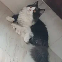 گربه نر پرشین اصیل جهت جفت گیری