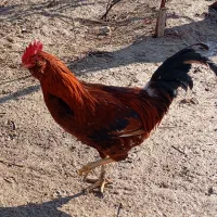 خروس گلین|حیوانات مزرعه|گرمخان, |دیوار