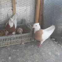 کفتر پرشی طوقی مسافتی فروشی|پرنده|آمل, |دیوار