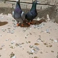 پرنده|پرنده|مشهد, انصار|دیوار