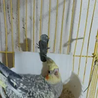 عروس زیبا جوجه دان خور|پرنده|بجنورد, |دیوار