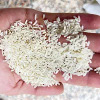 برنج بابخانه هاشمی آستانه