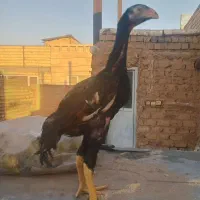 جوجه خروس اوشامو