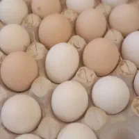 تخم مرغ محلی