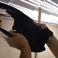 ساده سینه سیاه زرد کاکلی