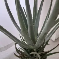 گلهای زیبا وآپارتمانی