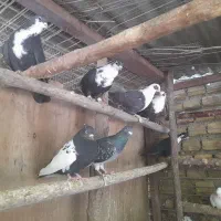کفتر|پرنده|آبسرد, |دیوار