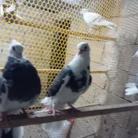 سلام جها ر طوق جوجه ابلق پر شی|پرنده|قم, آزادگان|دیوار