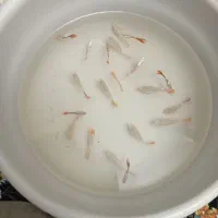 ماهی گیاهخوار