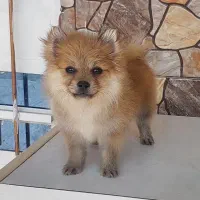 پامر روباهی