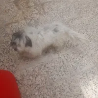 شیتزو تربیت شده