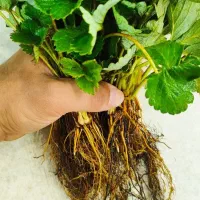 نهال توت فرنگی سابرینا