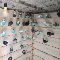 حدود ۳۰۰ کیلو کود کبوتر خشک