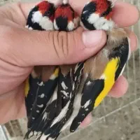 سهره و گلبسر درجه یک|پرنده|ملایر, |دیوار