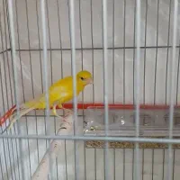 قناری|پرنده|خورموج, |دیوار