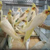 عروس هلندی|پرنده|رشت, رودباری|دیوار