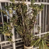 گل خاردار مرجان برگ مینیاتوری|گل و گیاه طبیعی|کرمان, |دیوار