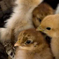 فروش عمده جوجه بومی دورگه مستقیم از کارخانه|حیوانات مزرعه|تهران, میدان میوه و ترهبار مرکزی|دیوار