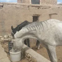 اسب مادیان  عرب درشوری