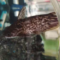 ماهی پنکوس کلمبیا