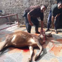 سلاخی و قصابی سیار|خدمات پذیرایی، مراسم|خرم‌آباد, |دیوار