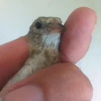 دوعدد سهره دورگ کرمونی|پرنده|کرمانشاه, |دیوار
