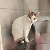 واگذاری گربه|گربه|آبادان, |دیوار