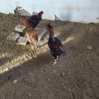 خروس لاری ترک و برزیلی|حیوانات مزرعه|ملکان, |دیوار